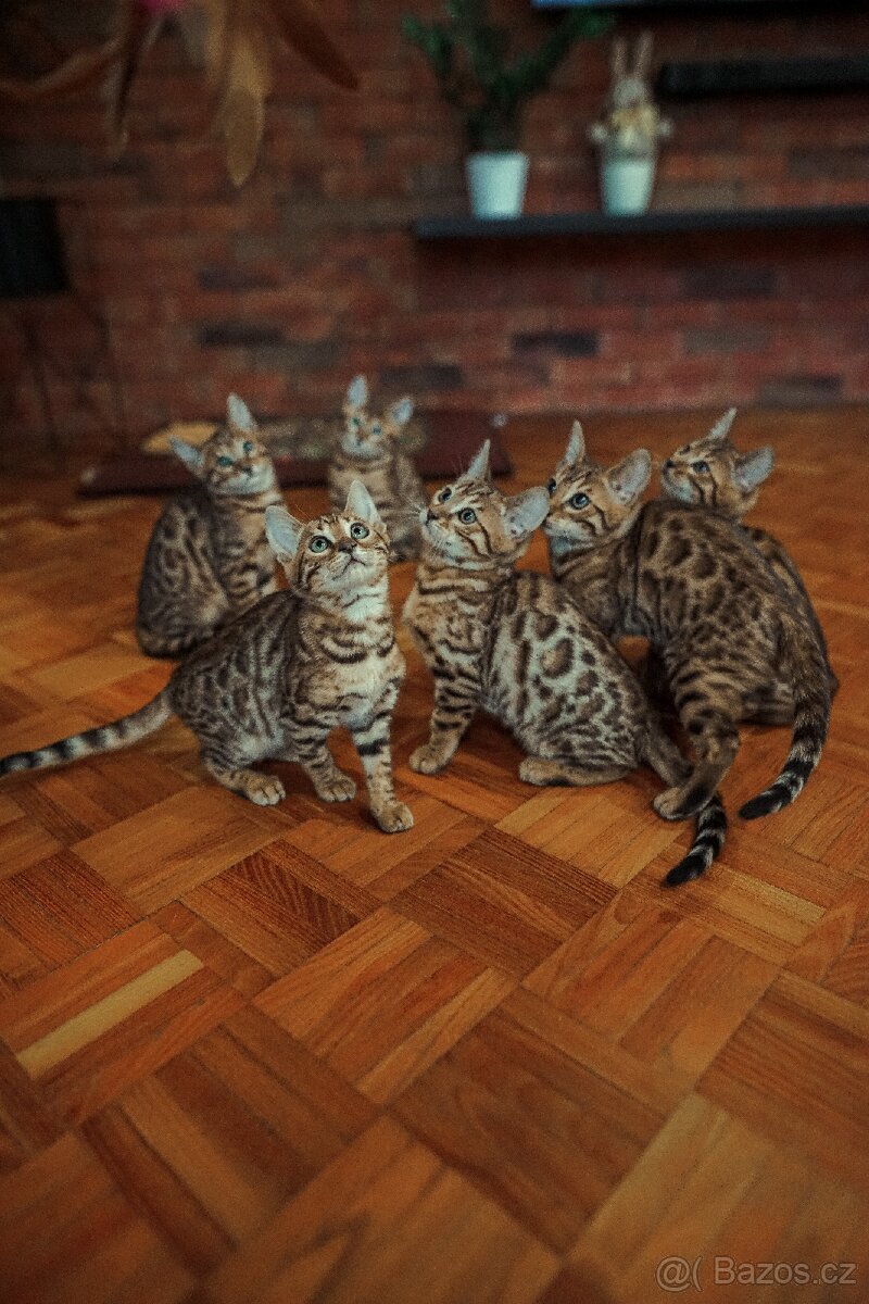 Kočka bengálská - krytí - 4
