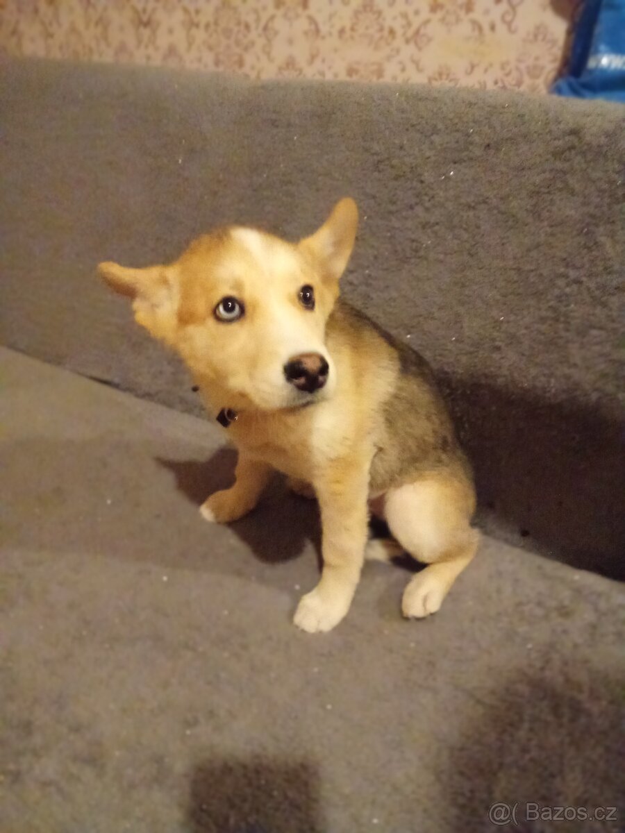 Štěně Husky - 4