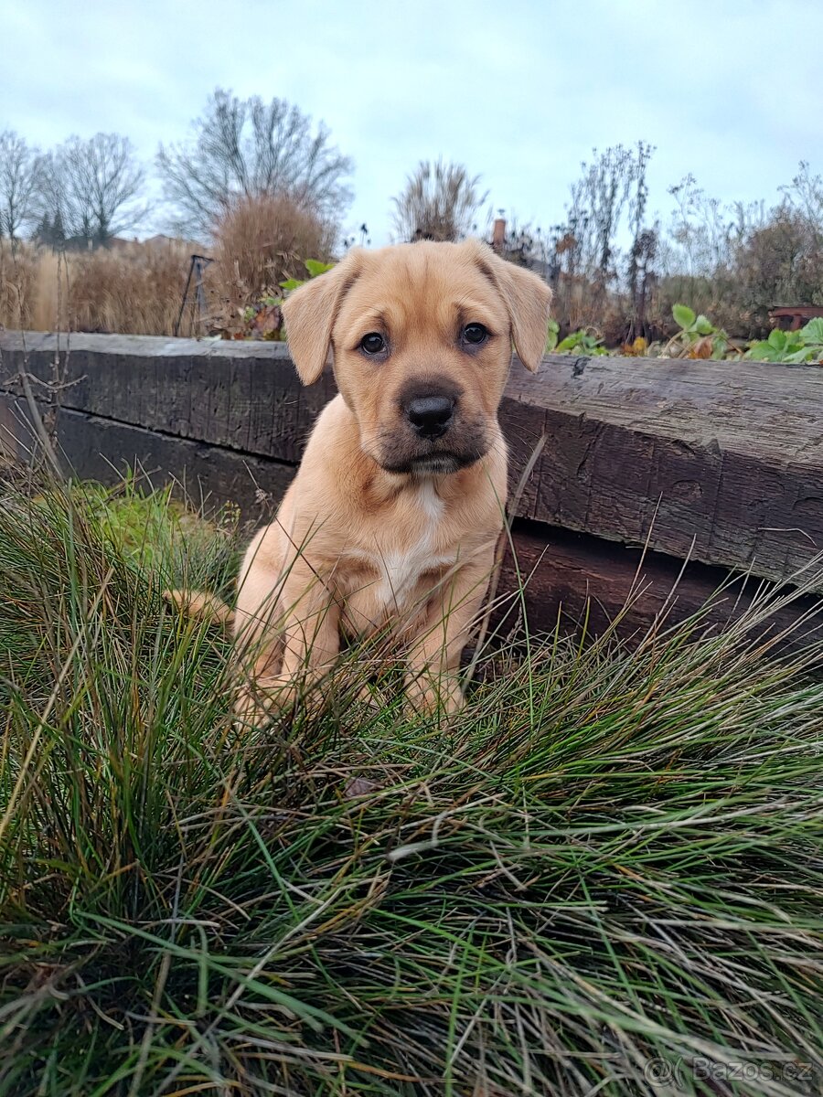 Štěňata kříženci - 4