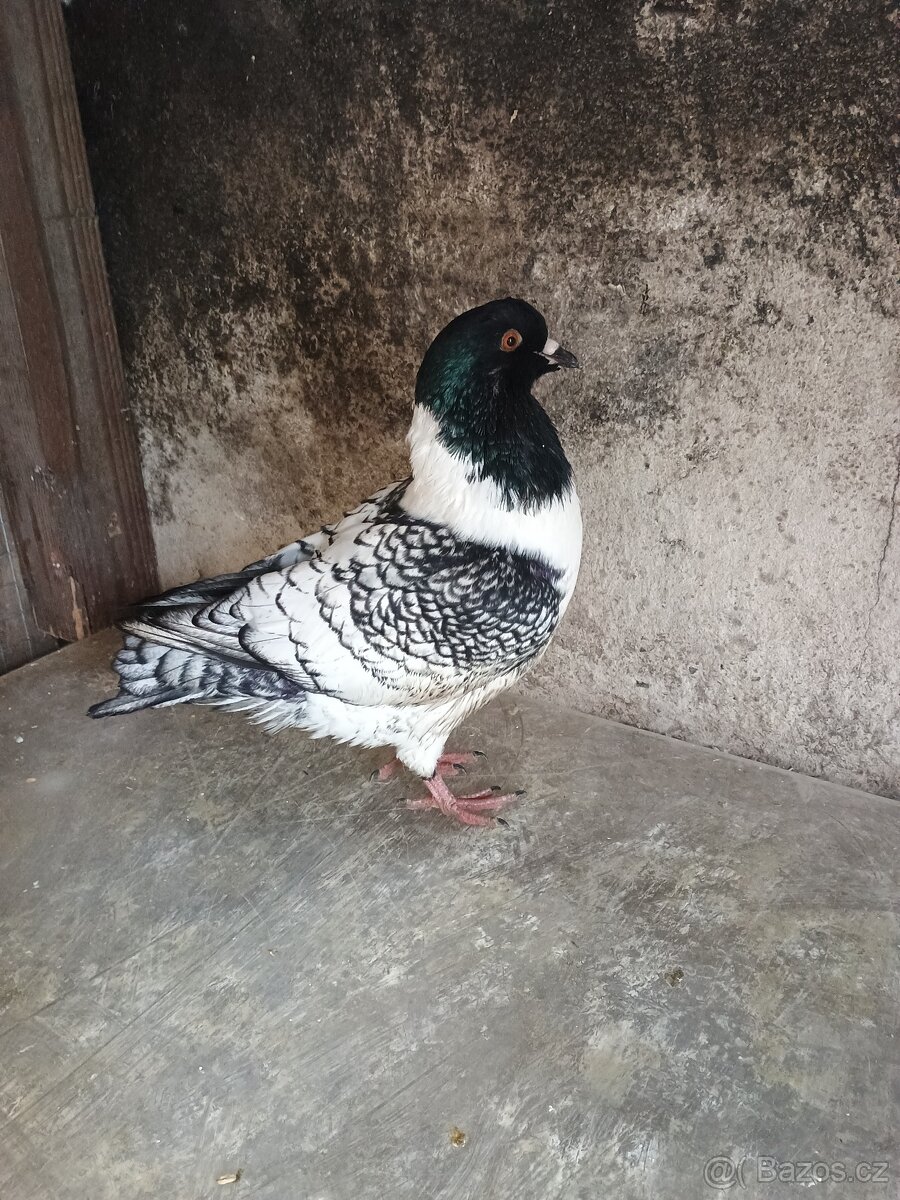 Prodám holuba mor.pštrosa - 4