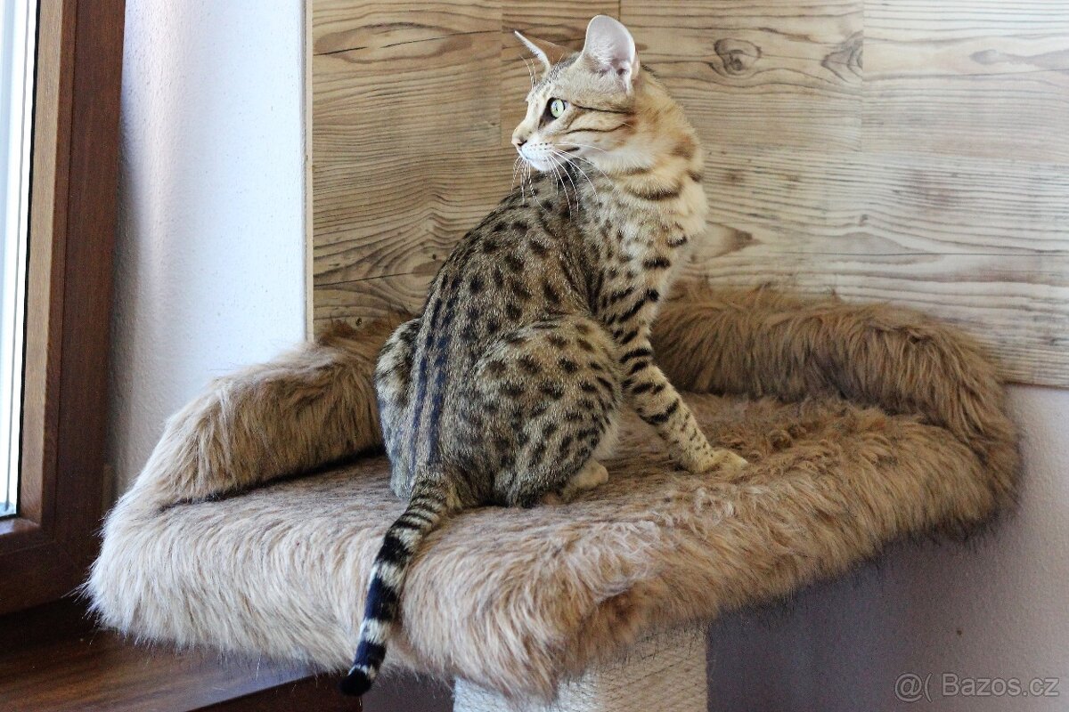 Savannah kocka F3 - 4