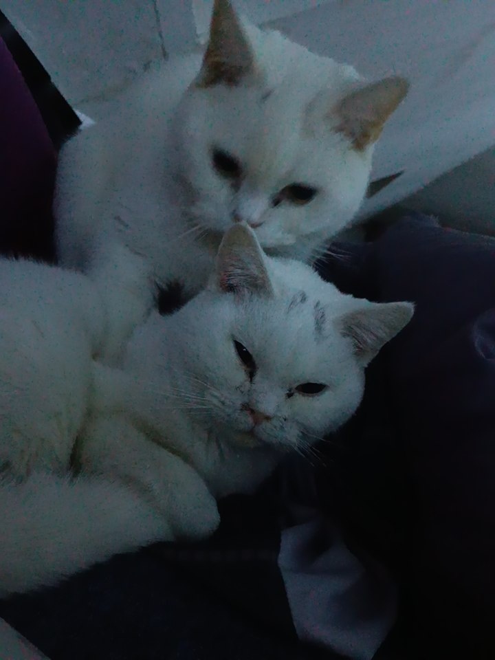 Prodám dva britský kocouři - 4