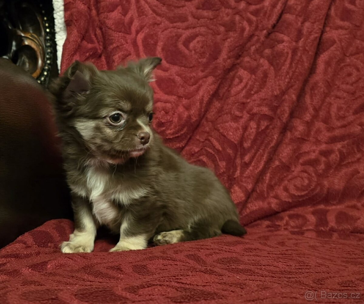 Čivava dlouhosrstá s PP - 4