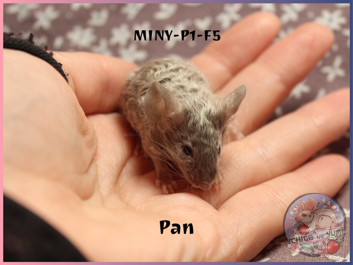 Myšky (fancy, barevné) - 4