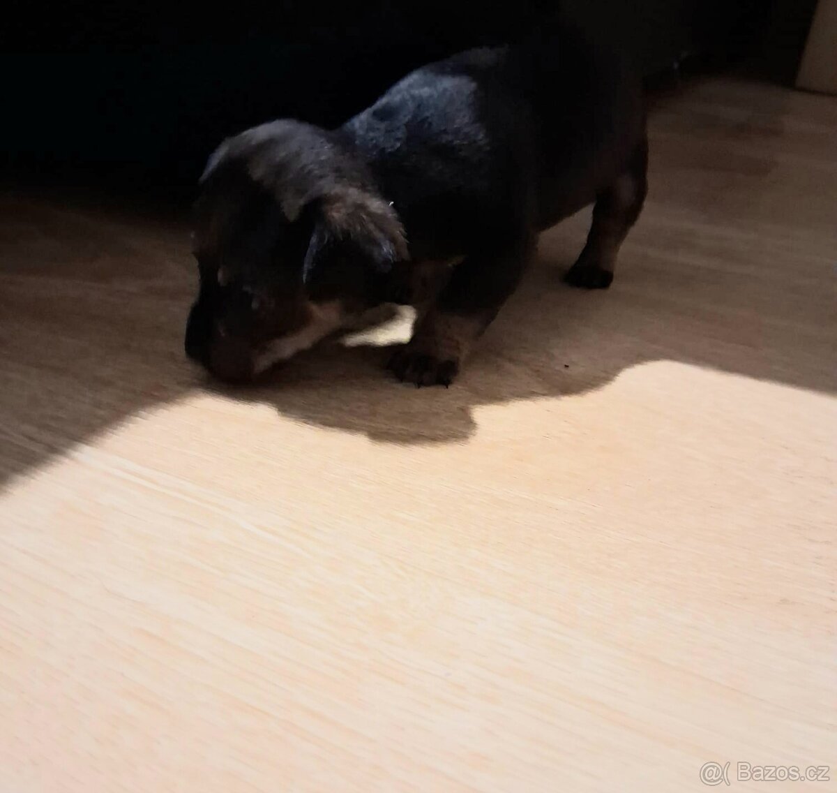Prodám štěňátko - 4