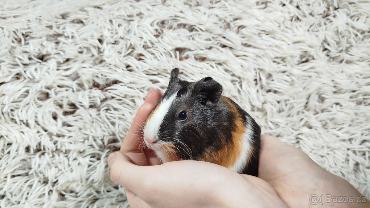 Morče, Morčata, Morčátko, MORČÁTKA -JUSTÝNA A JESSIE - 4