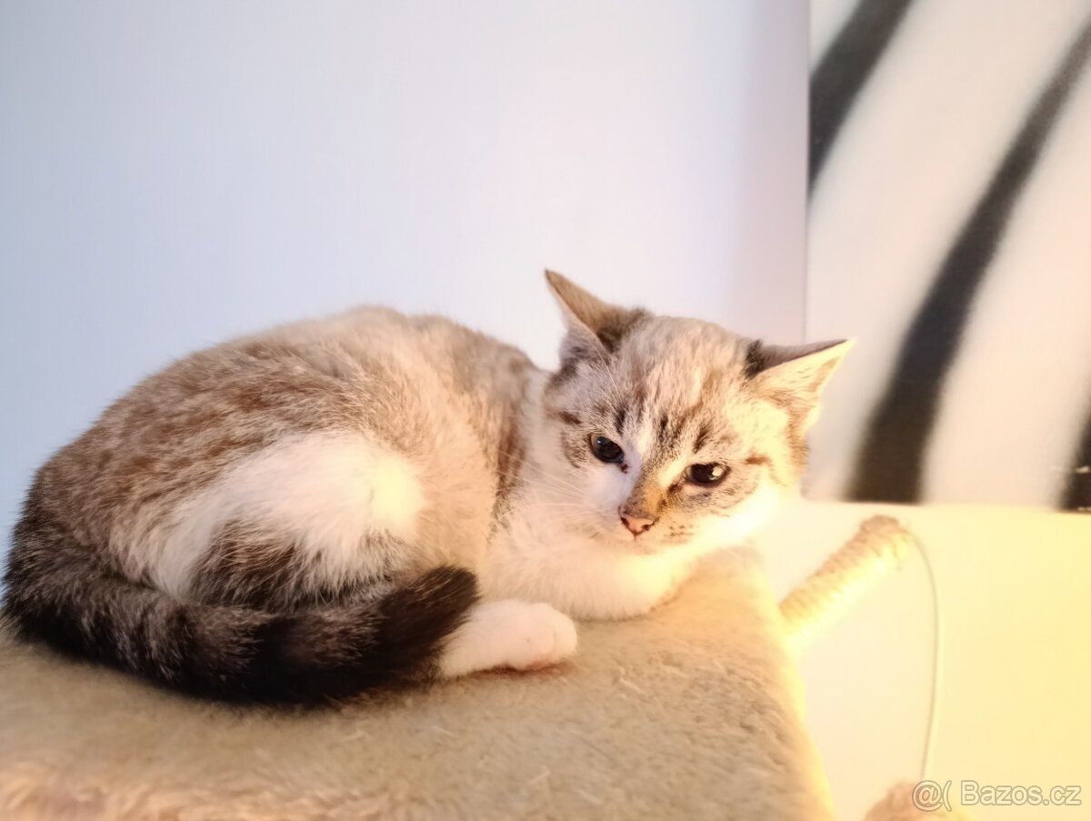 Koťátko kočička ragdoll x - 4