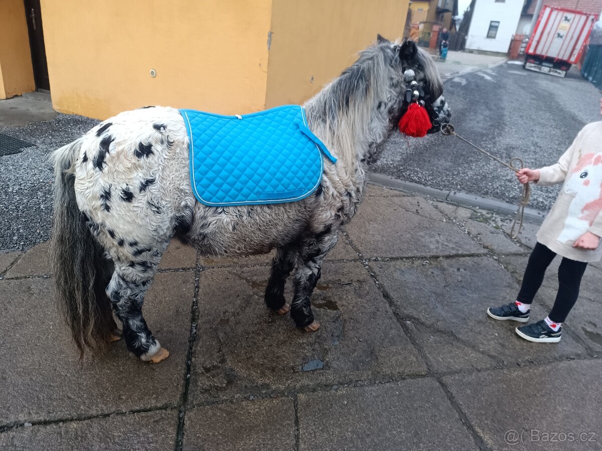 Predam ponika valacha unikat - 4