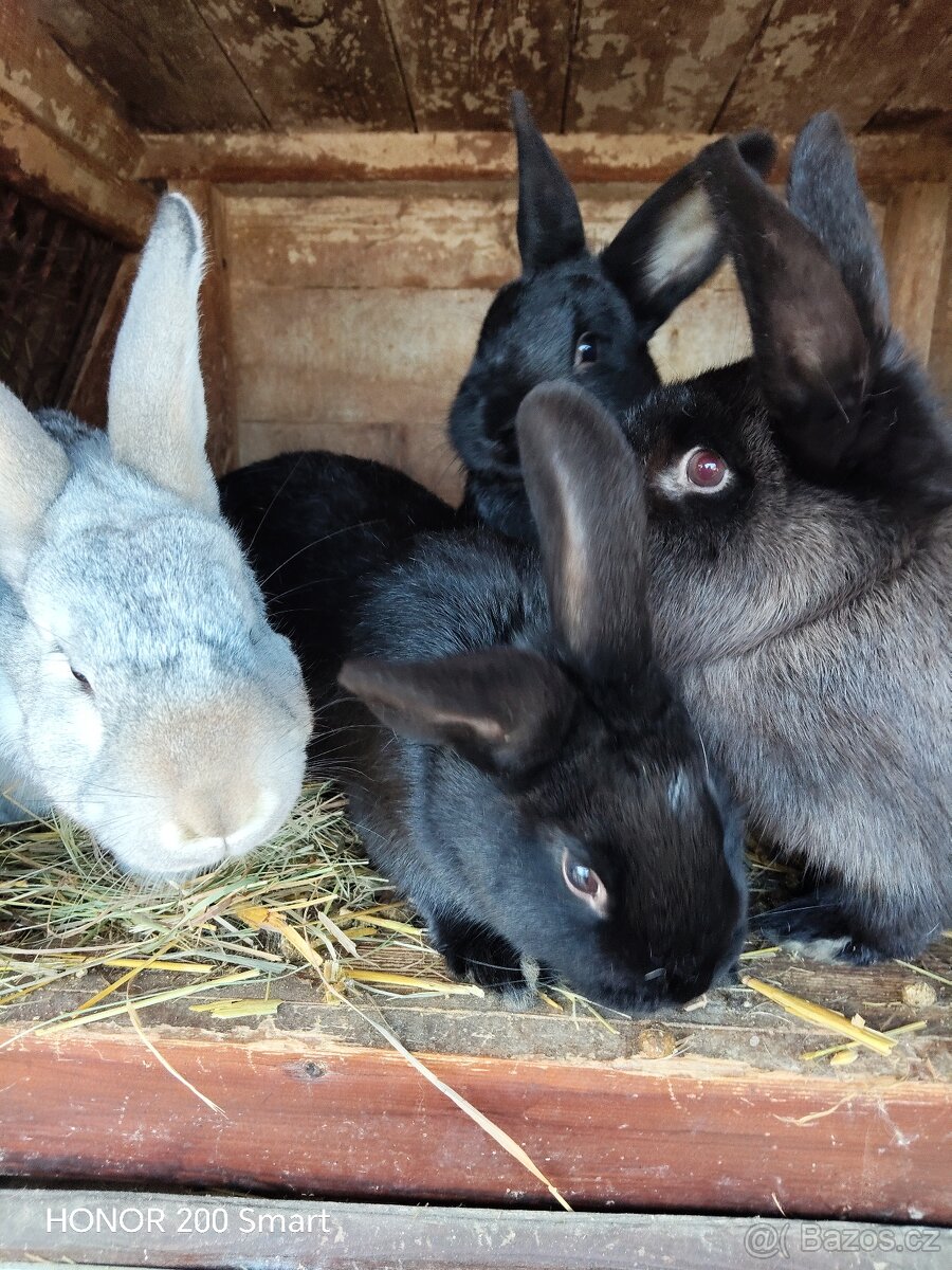 Králíci na prodej - 4