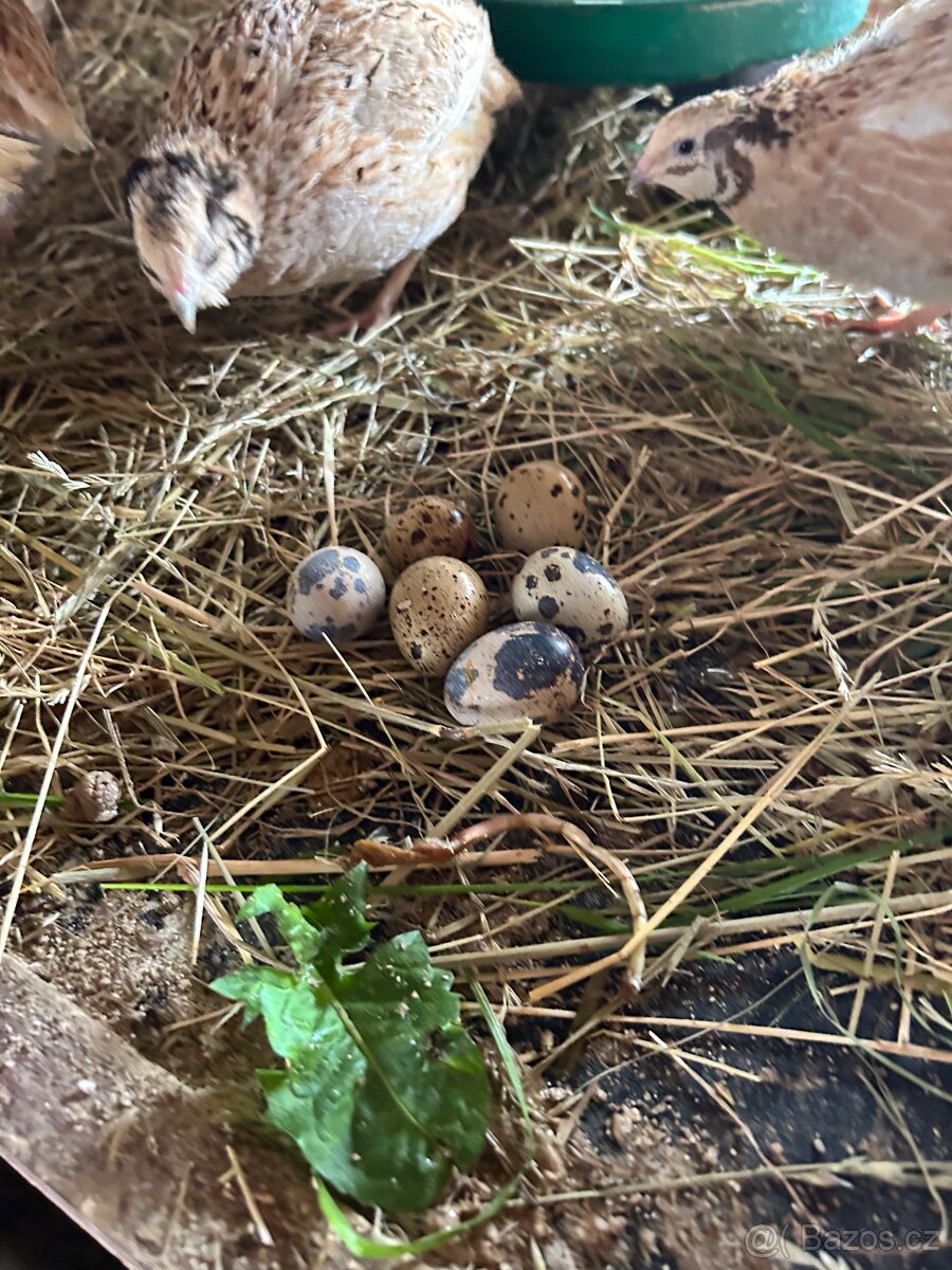 Křepelčí vejce - 4
