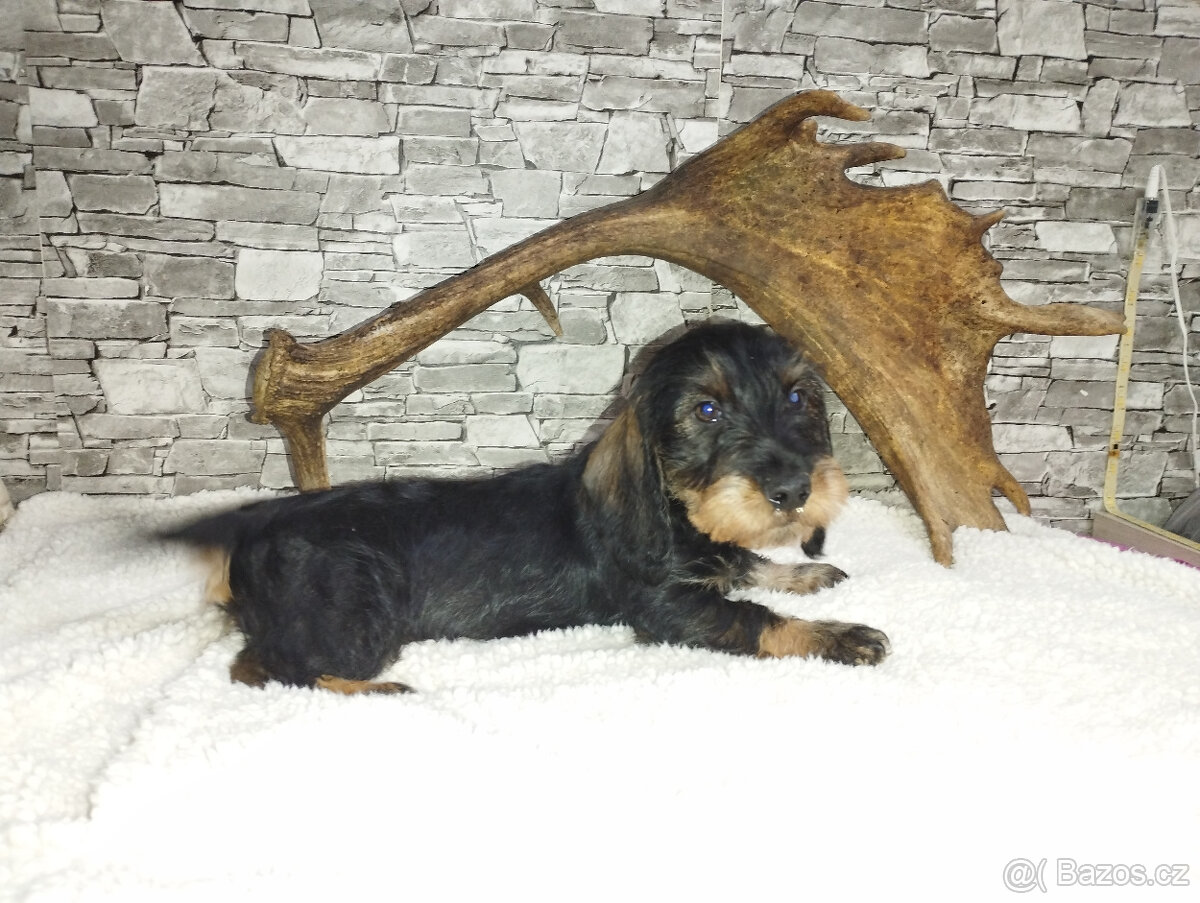 Jezevčík standard drsnosrstý - 4