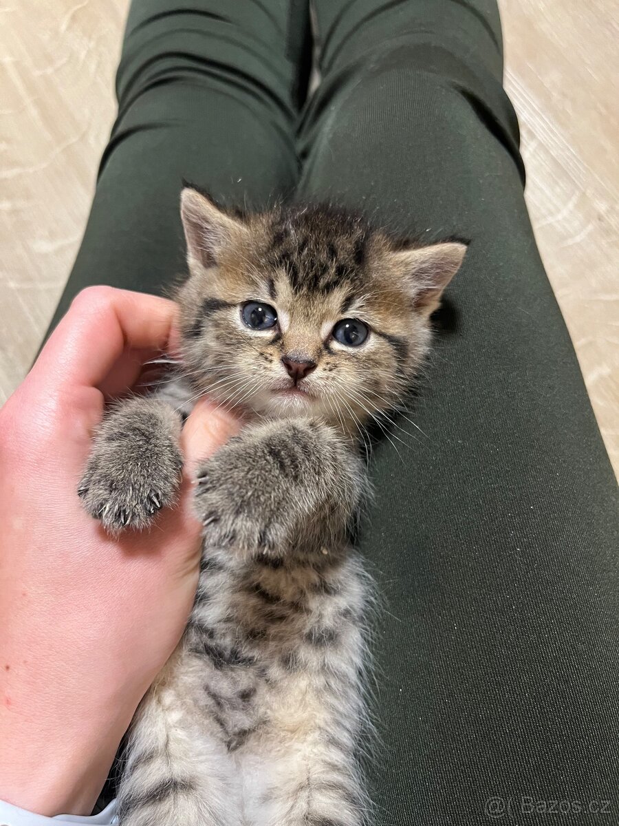 Daruji nalezená koťátka - 4