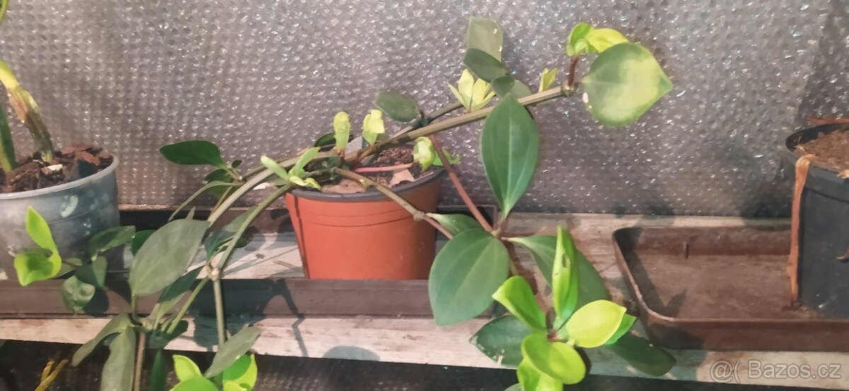 Různé druhy rostlin - 4