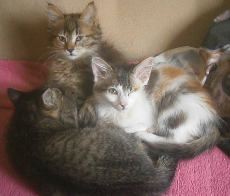 Dlouhosrstá světlá 3barevná Lucinka, 3měsíční kočička - 4