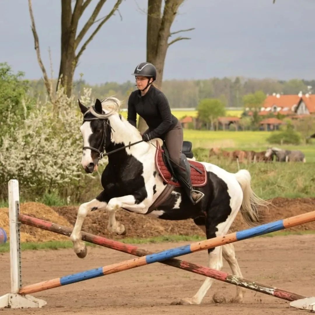 Deros Verona - hřebec - 4