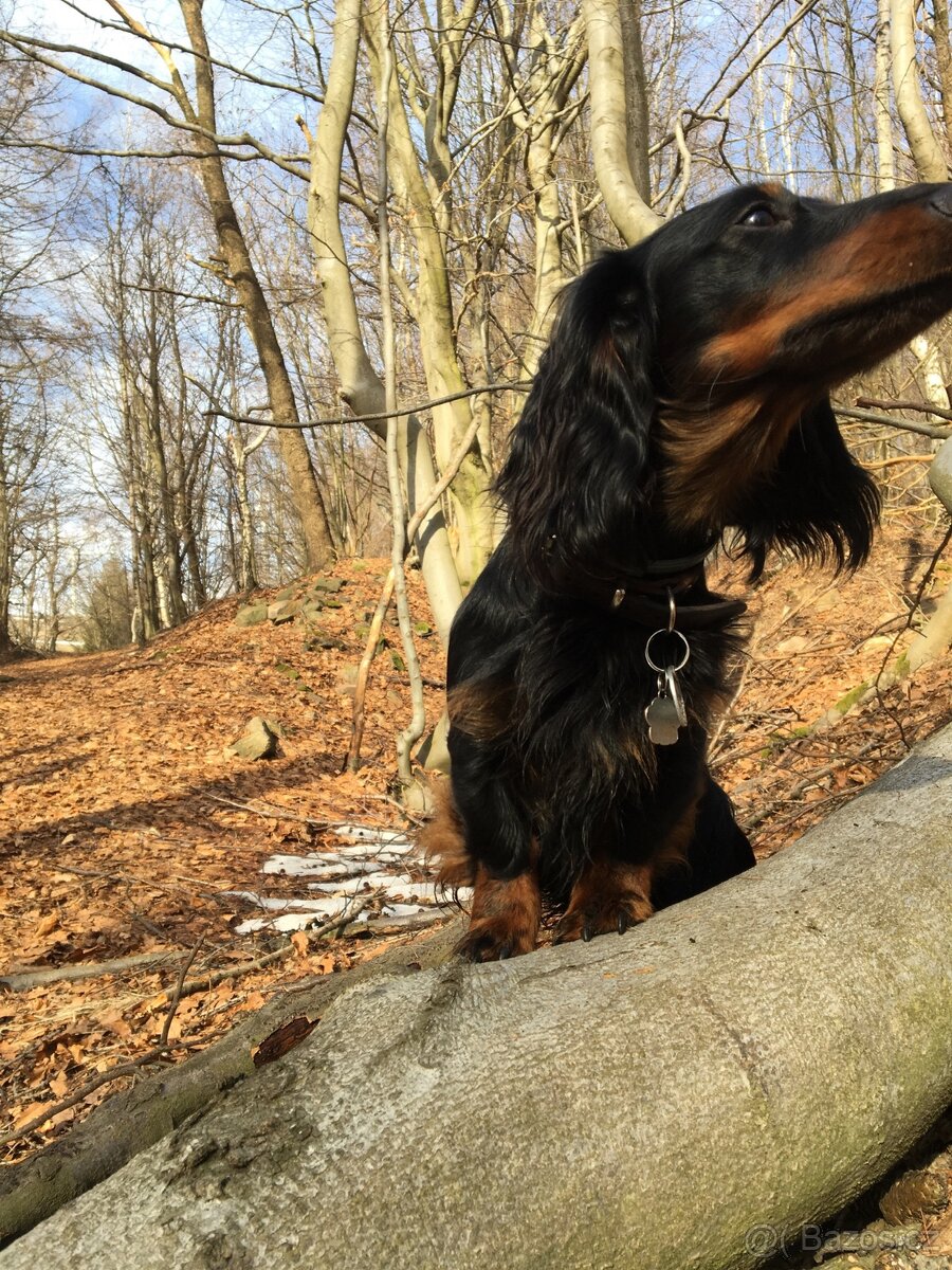 Jezevčík dlouhosrstý - 4