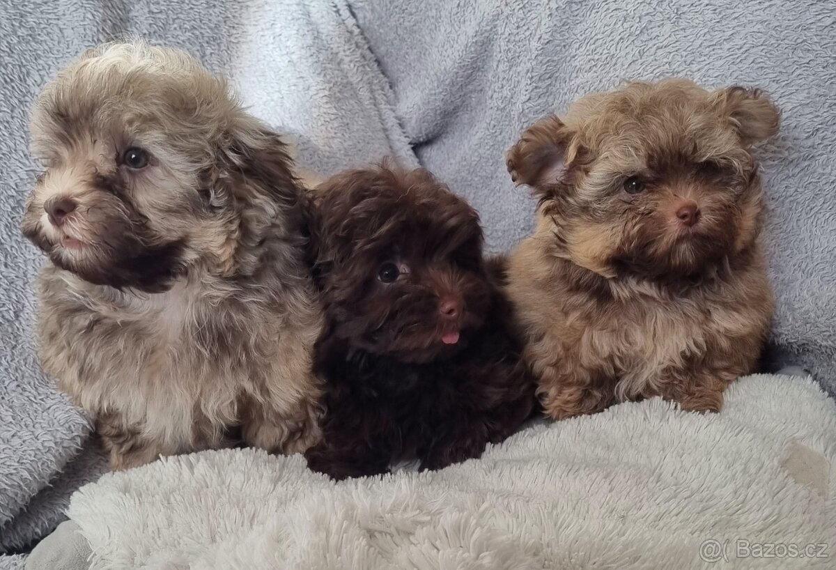 Ruská Barevná Bolonka s PP - 4