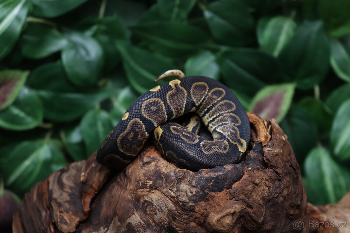 Krajta královská - samec - Ghi - 4