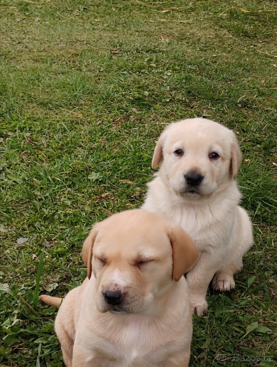Štěňata labradora - 4