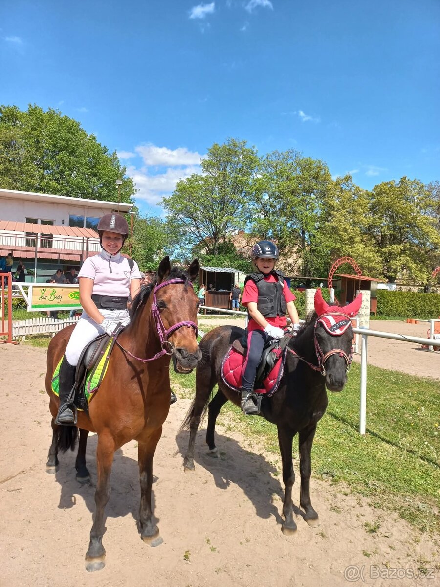 prodam pony- pronajem - 4