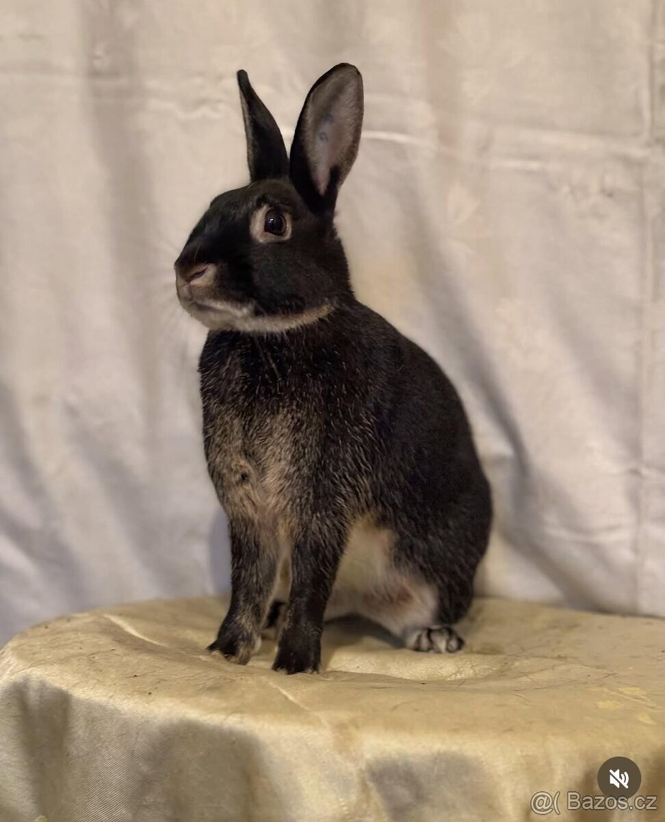 sportovní králík s pp - Hook - 4
