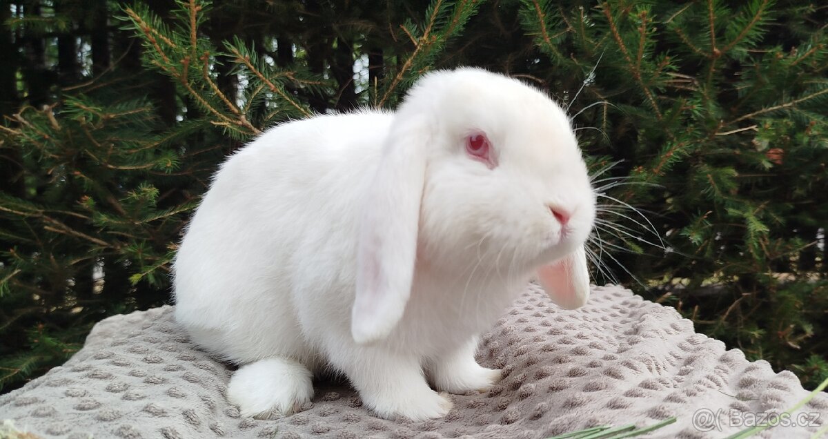 Zakrslý beránek, králík, králíček - WILLIAM - 4