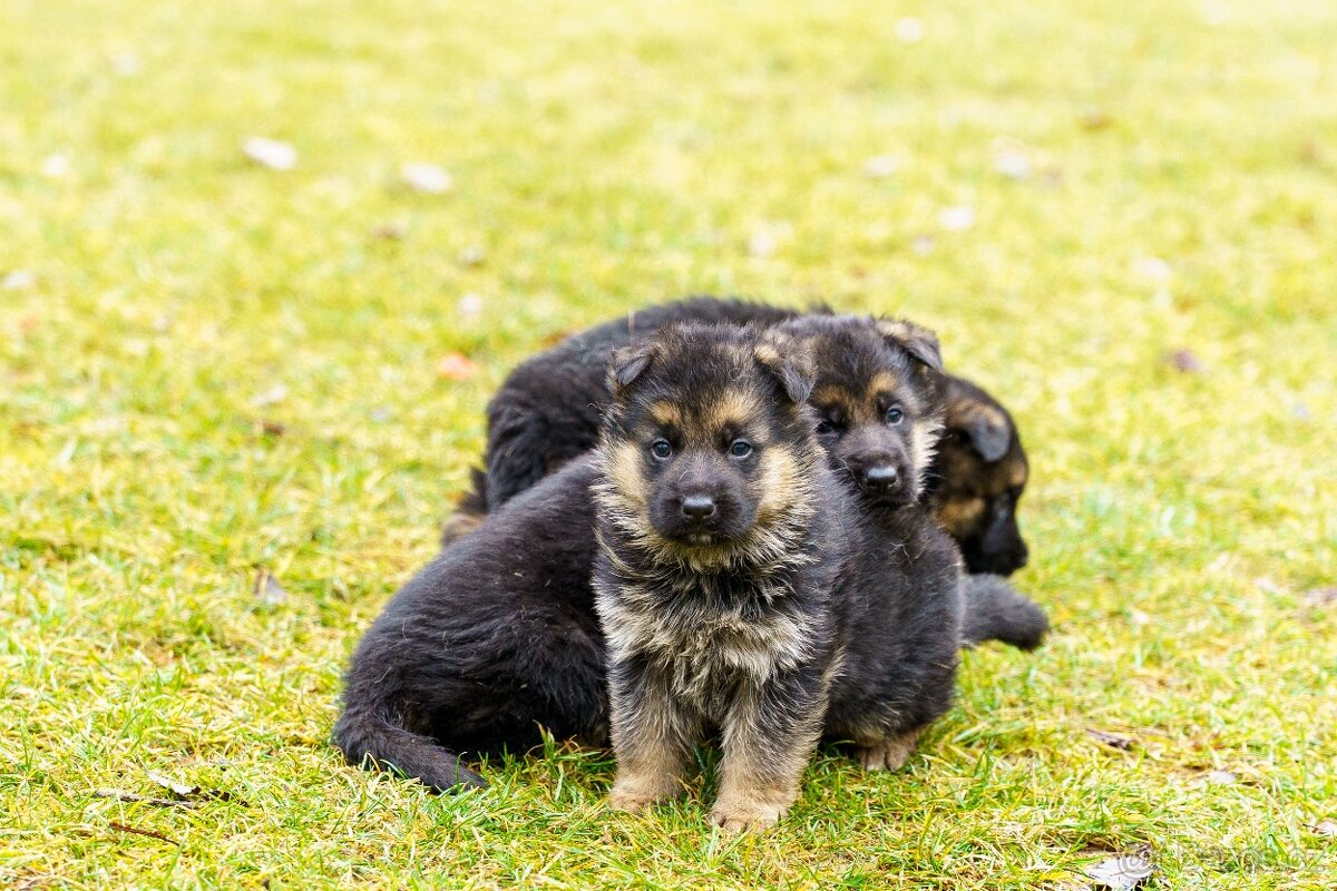 Německý ovčák s PP - 4