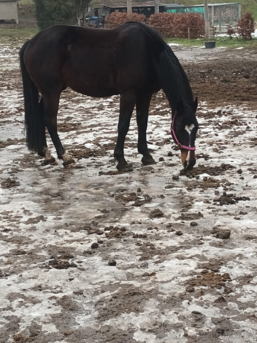 Malopolsky valach - 4