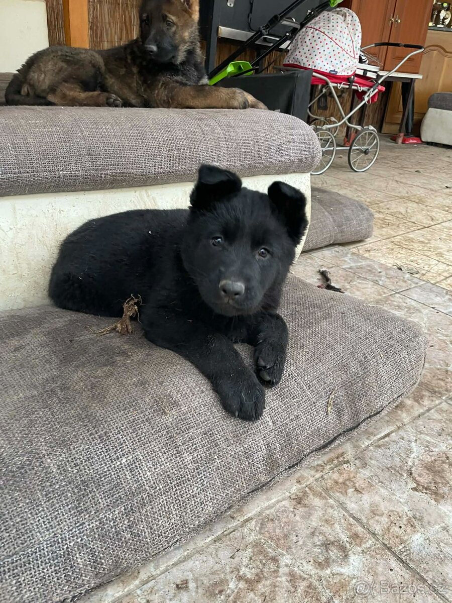 prodám štěňata Německého ovčáka s PP - 4