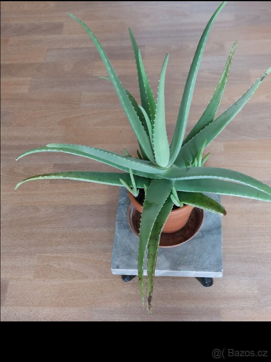 Aloe vera - 4
