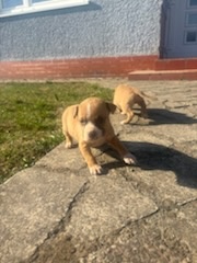 Americký stafordšírsky terier - 4