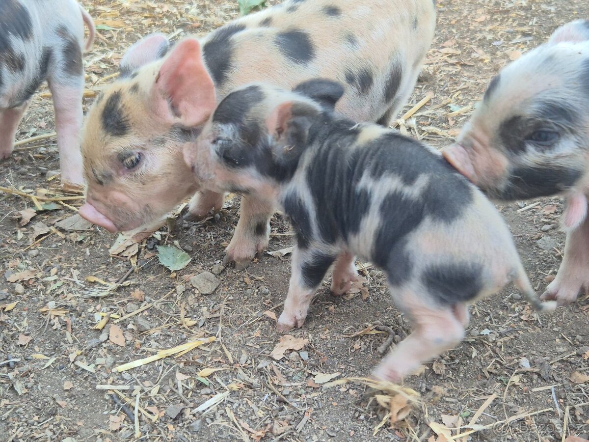 Kune kune selata - 4