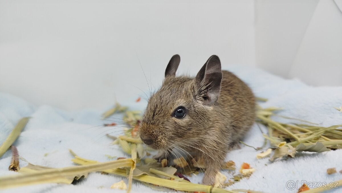 Osmák degu, Osmáci- SAMEČEK - 4