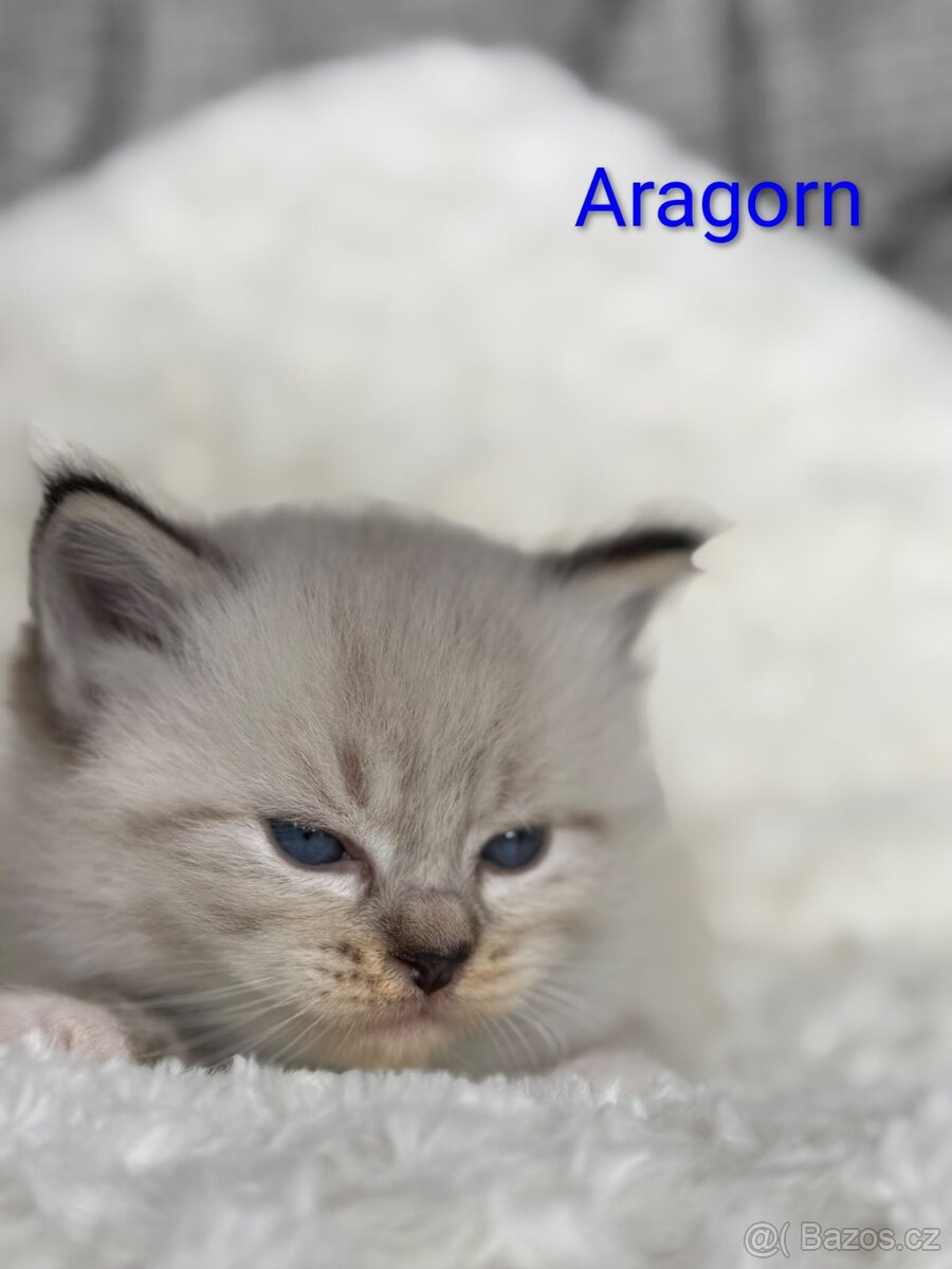 Ragdoll s PP - 4