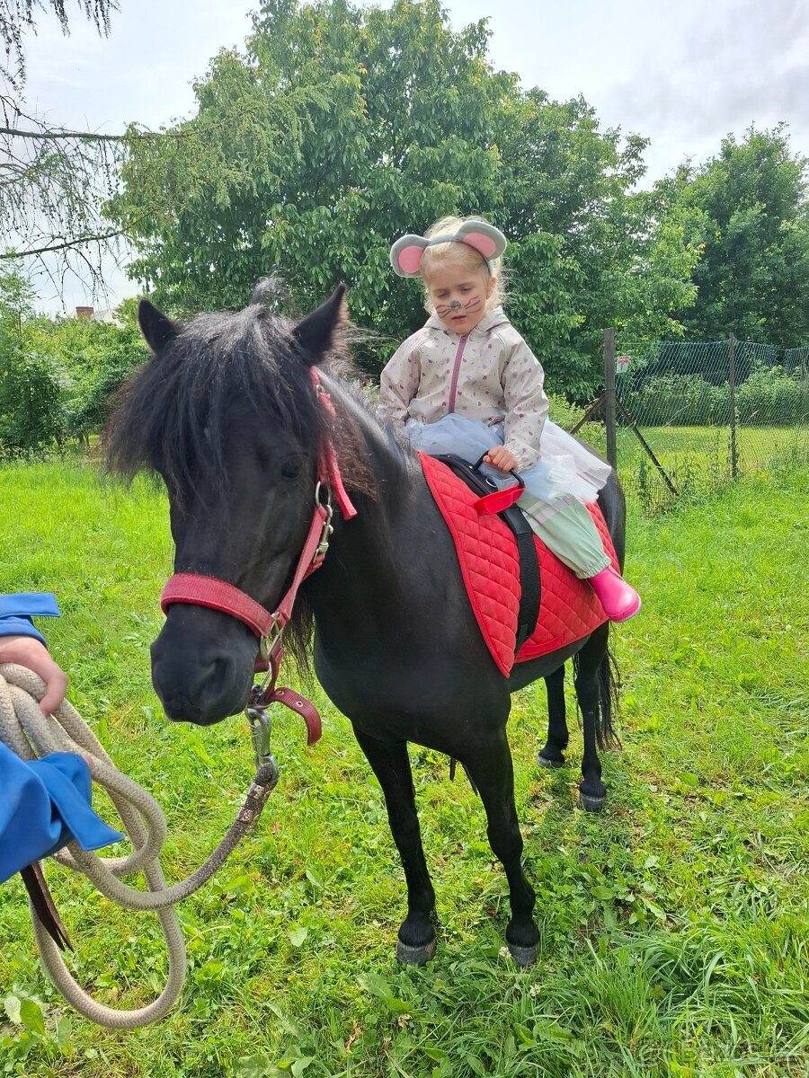 Prodám pony klisnu - 4