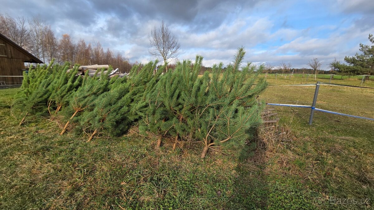 Vanoční smrky, borovice, douglasky - 4