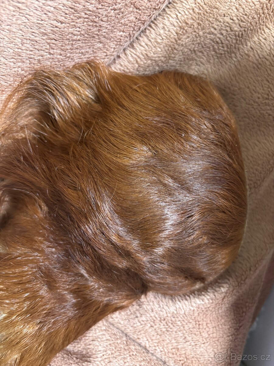 Anatomický model - koňská končetina - 4