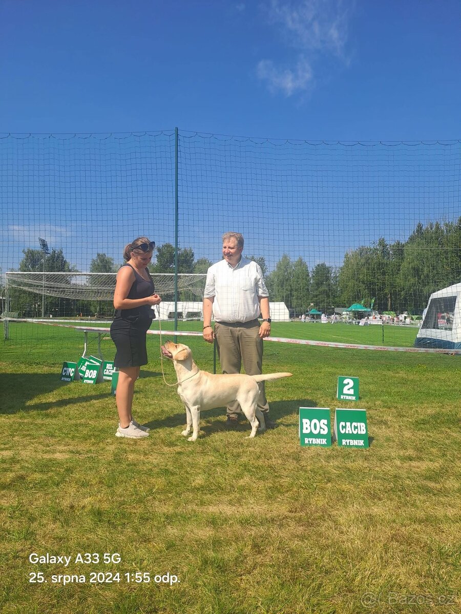 Labradorský retrívr - 4