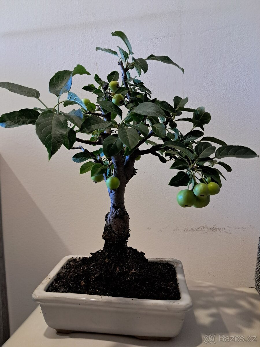 Bonsaj,bonsai Jabloň - 4