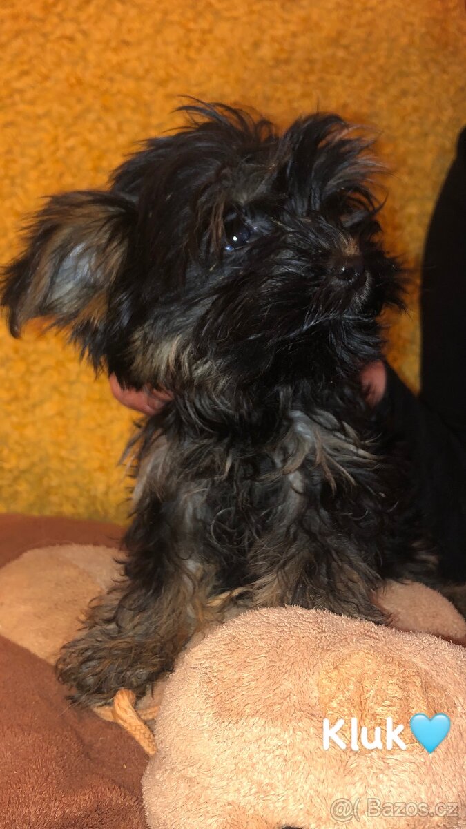 Jorkšírský teriér bez PP - 4