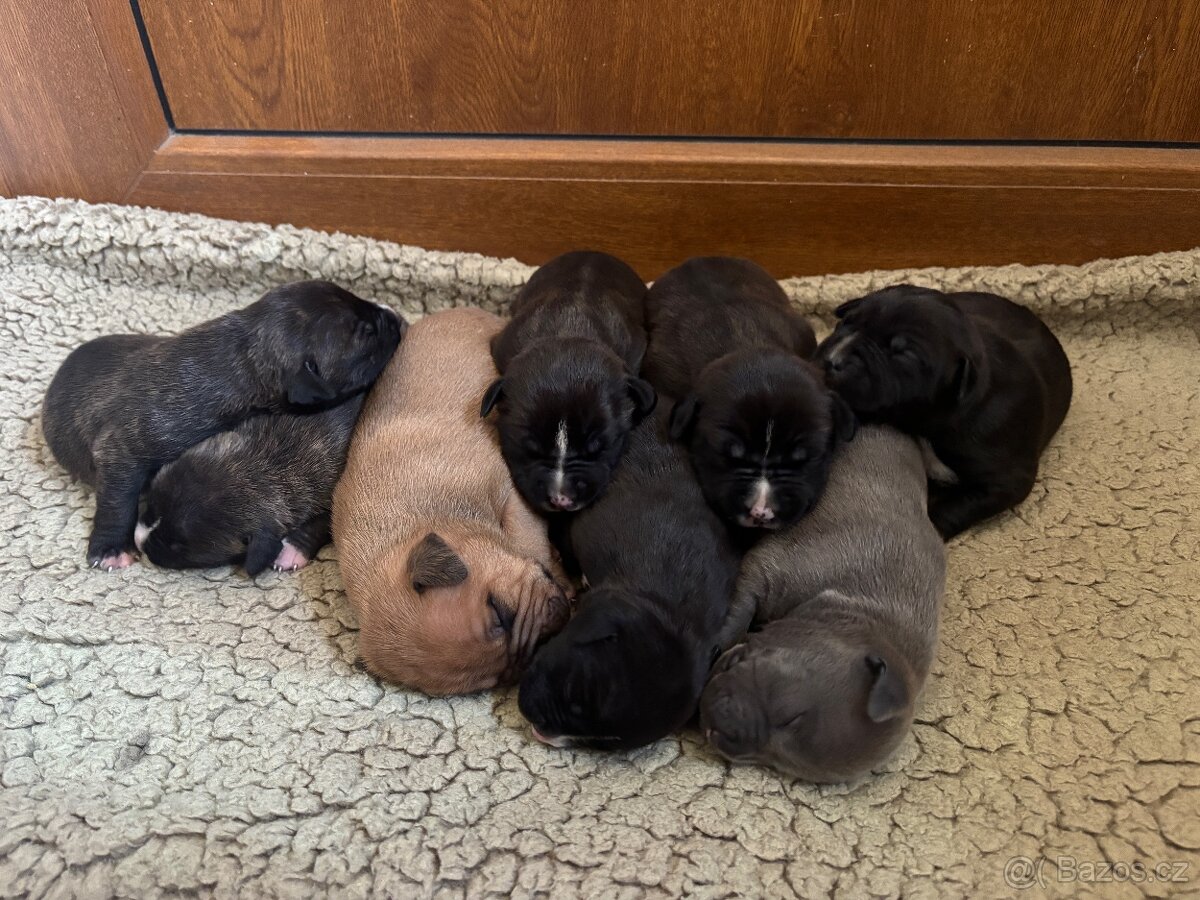 Americký stafordsirsky terier, Stafford, amstaf - 4