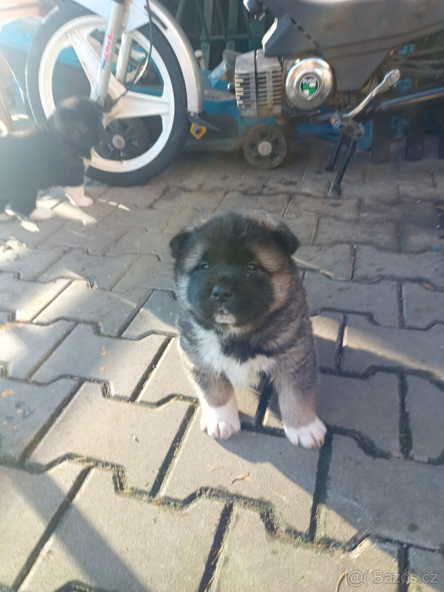 Americká Akita - 4