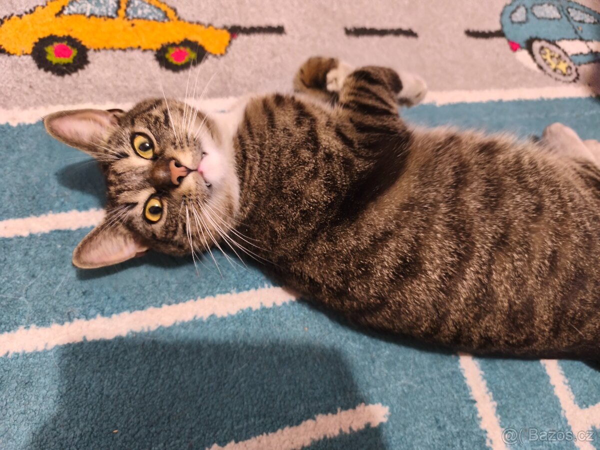Kocour - 4