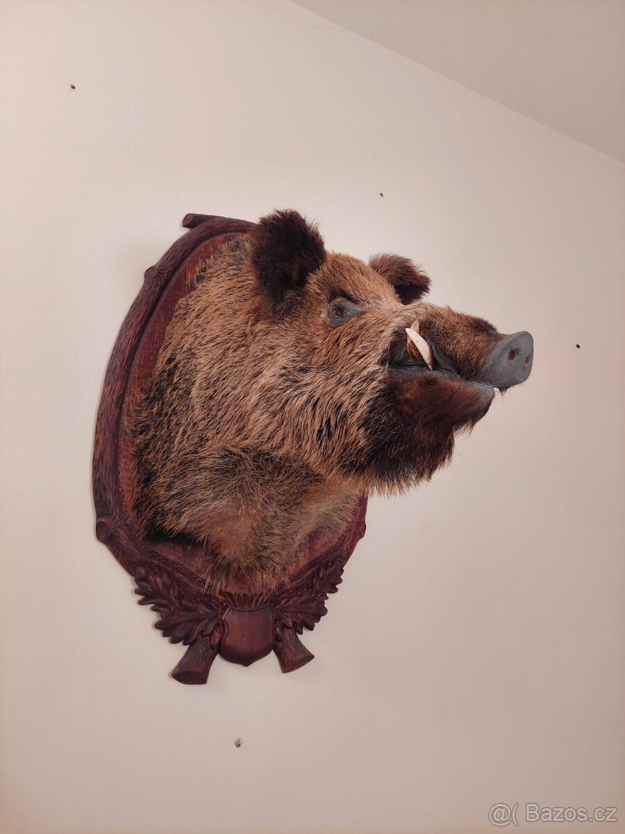 Hlava divočáka - 4