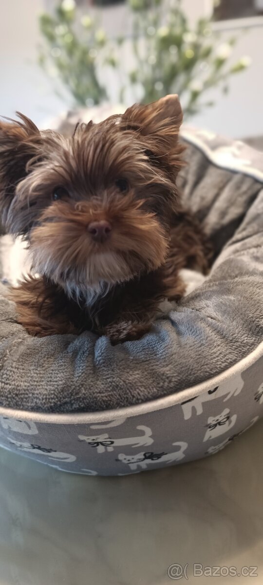 Jorkširský teriér - 4