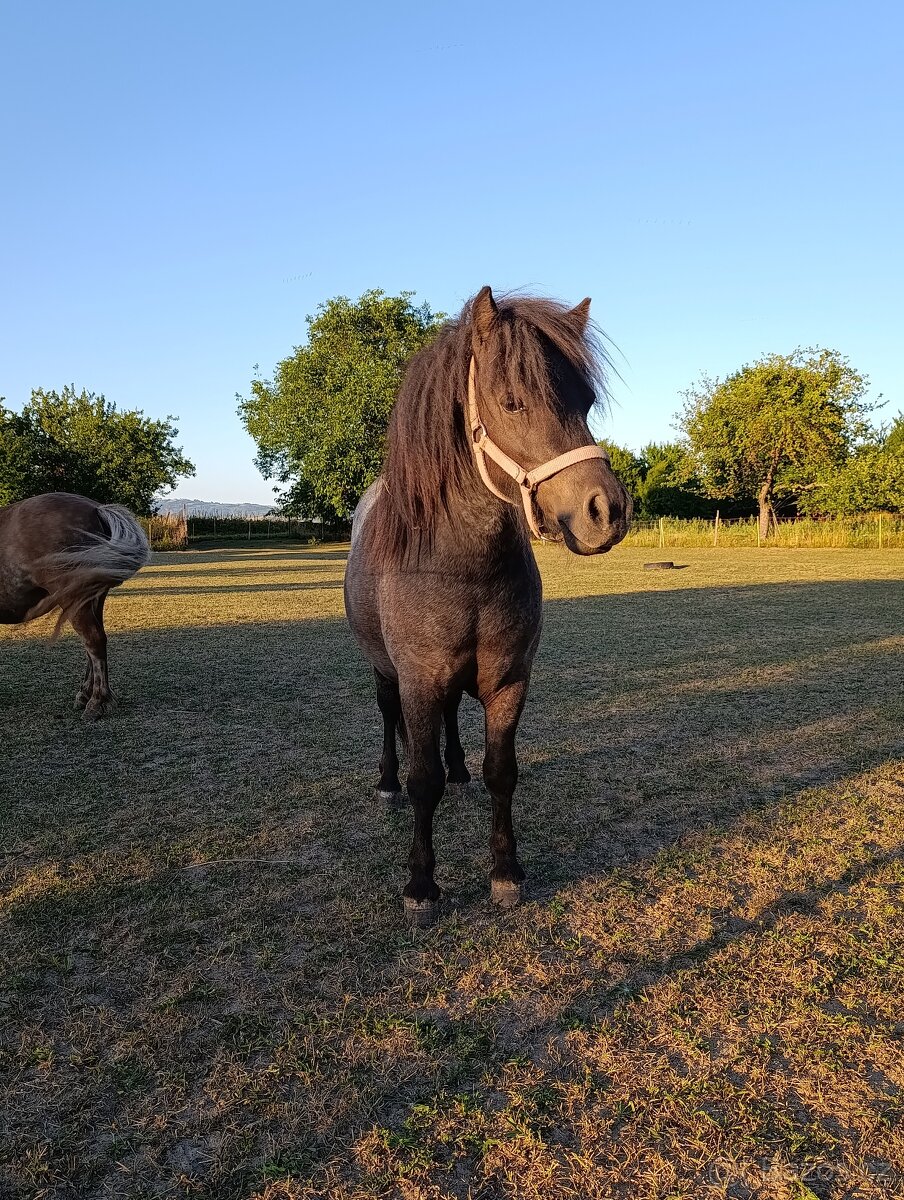 Shetland pony - 4