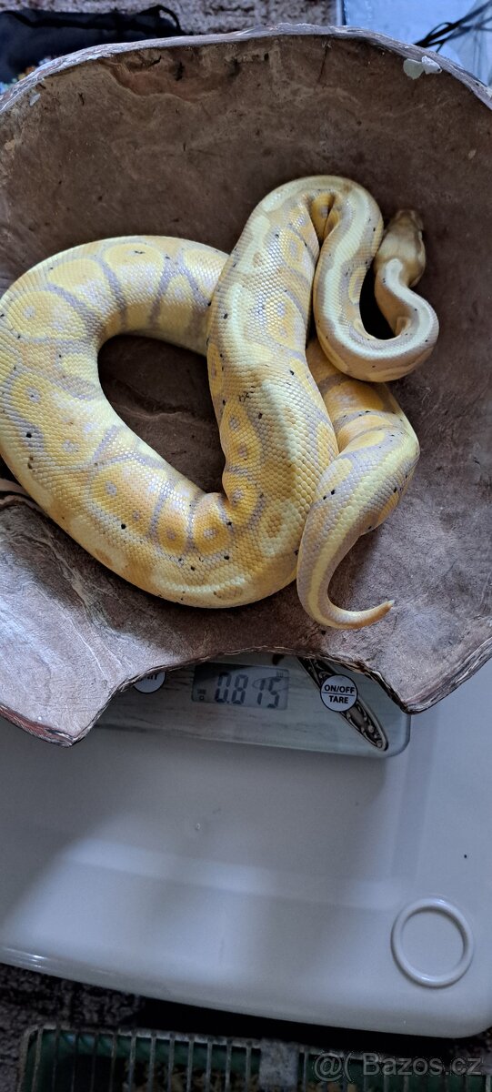 Samice banana 50%het pied - 4