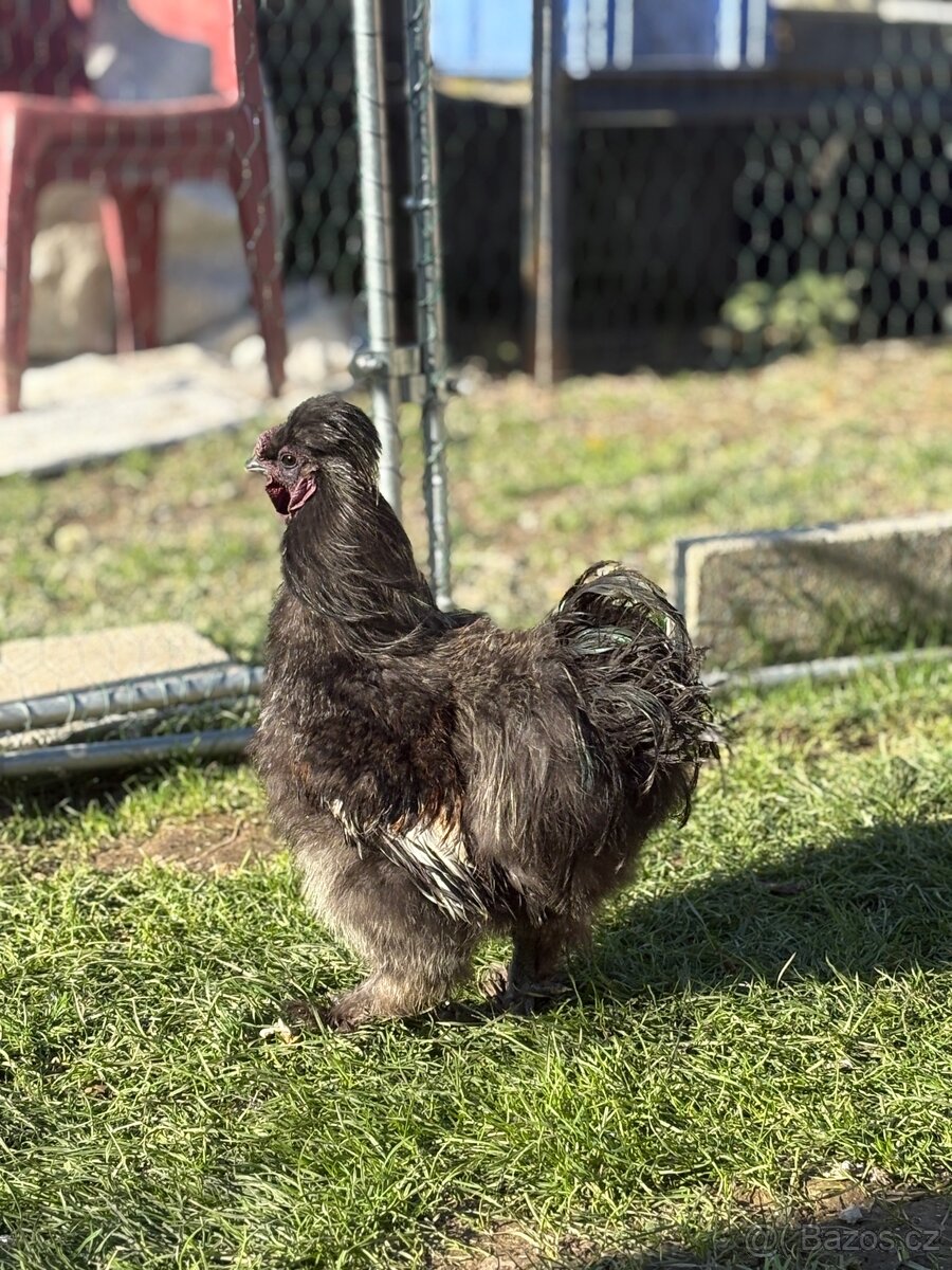 Kohouti hedvábnicky a Pavlovka - 4