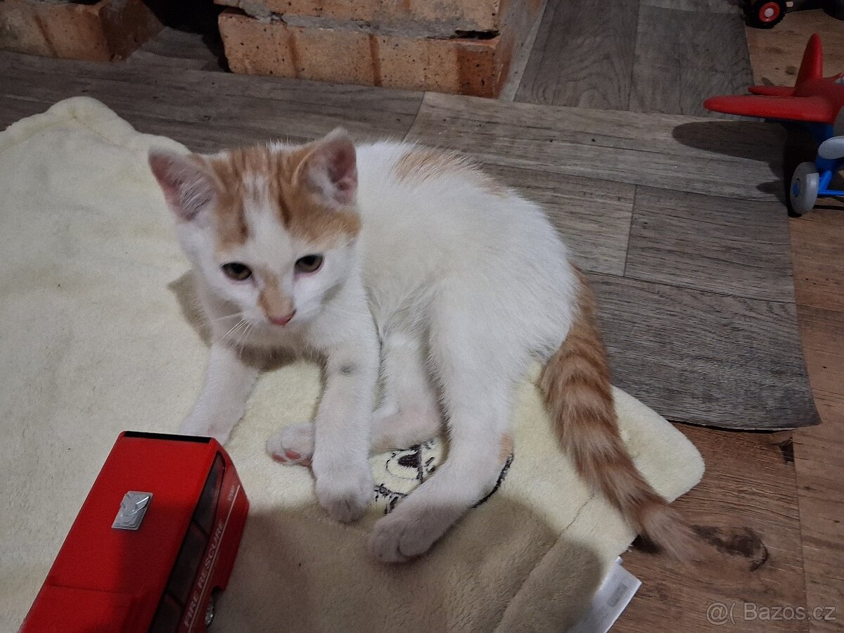 Daruji koťata - 4