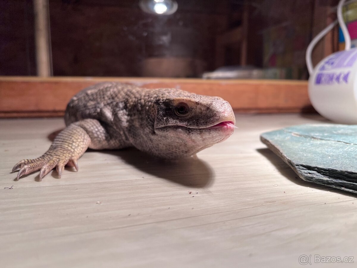 Varan stepní, Varanus exanthematicus - 4